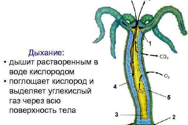 Кракен даркнет только через тор