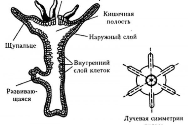 Кракен магазин kraken clear com