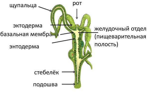 Кракен ссылка 25